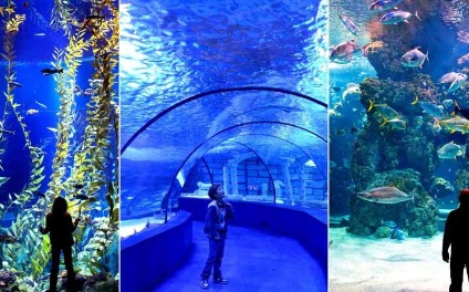 Antalya Aquarium Tour from Alanya
